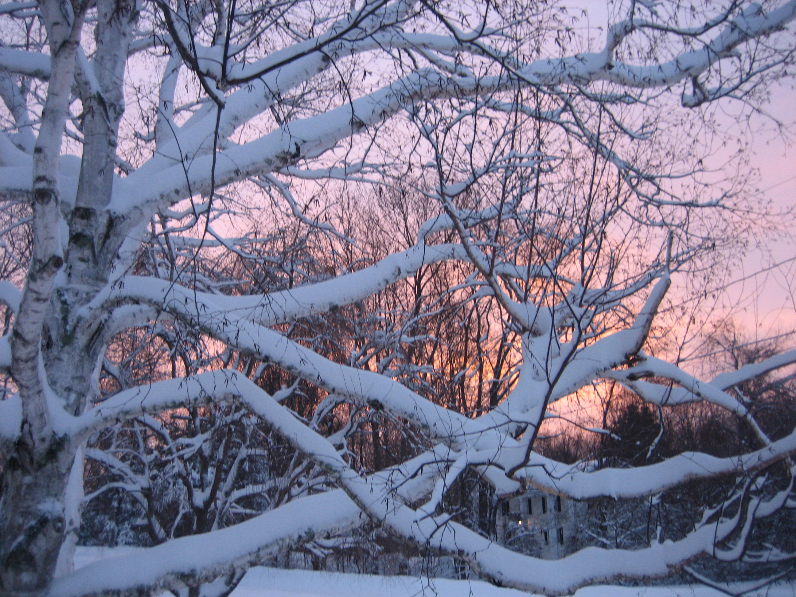 Snow on Birch Tree