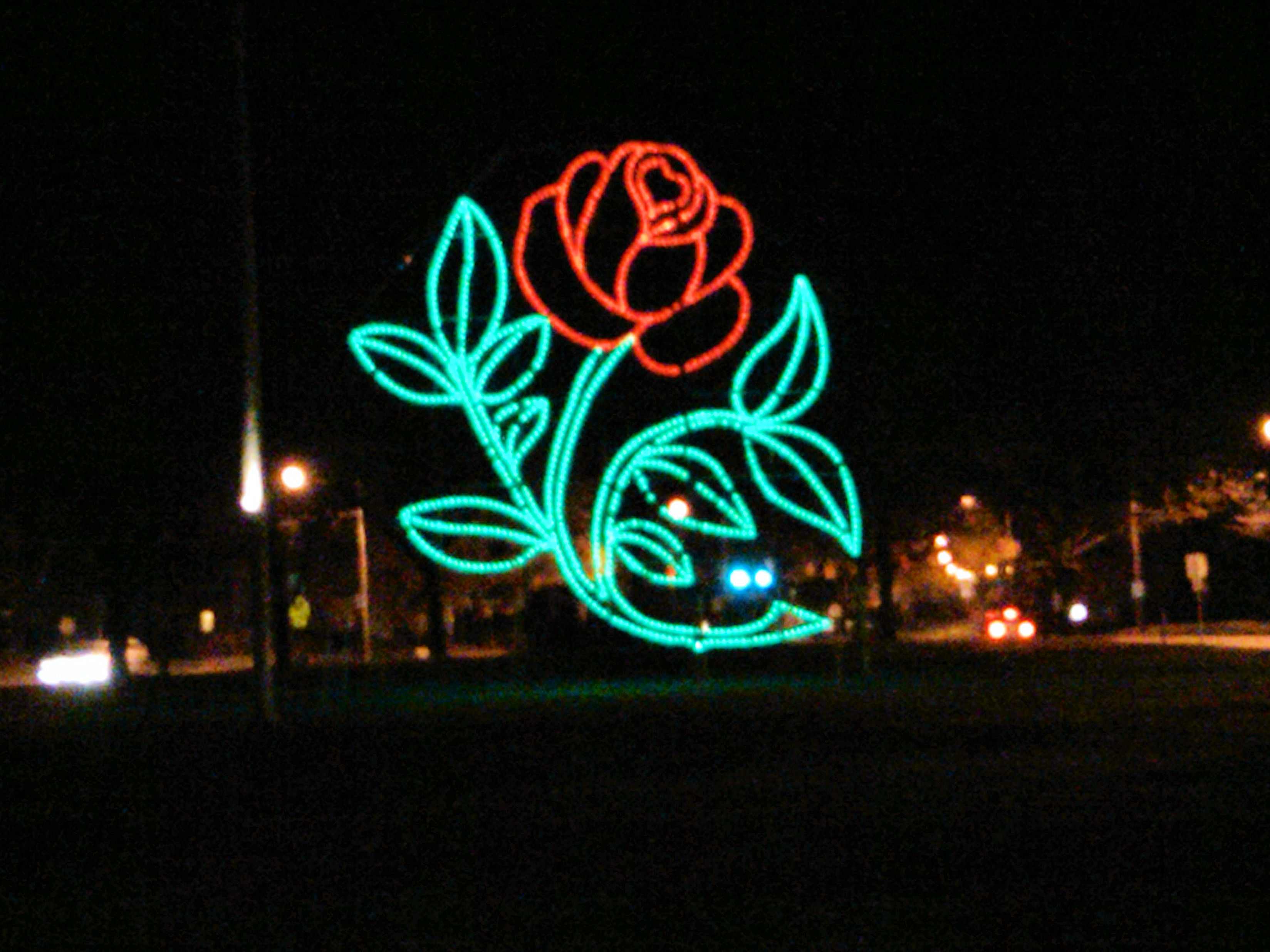 Winter Rose at Chelsea Parade 