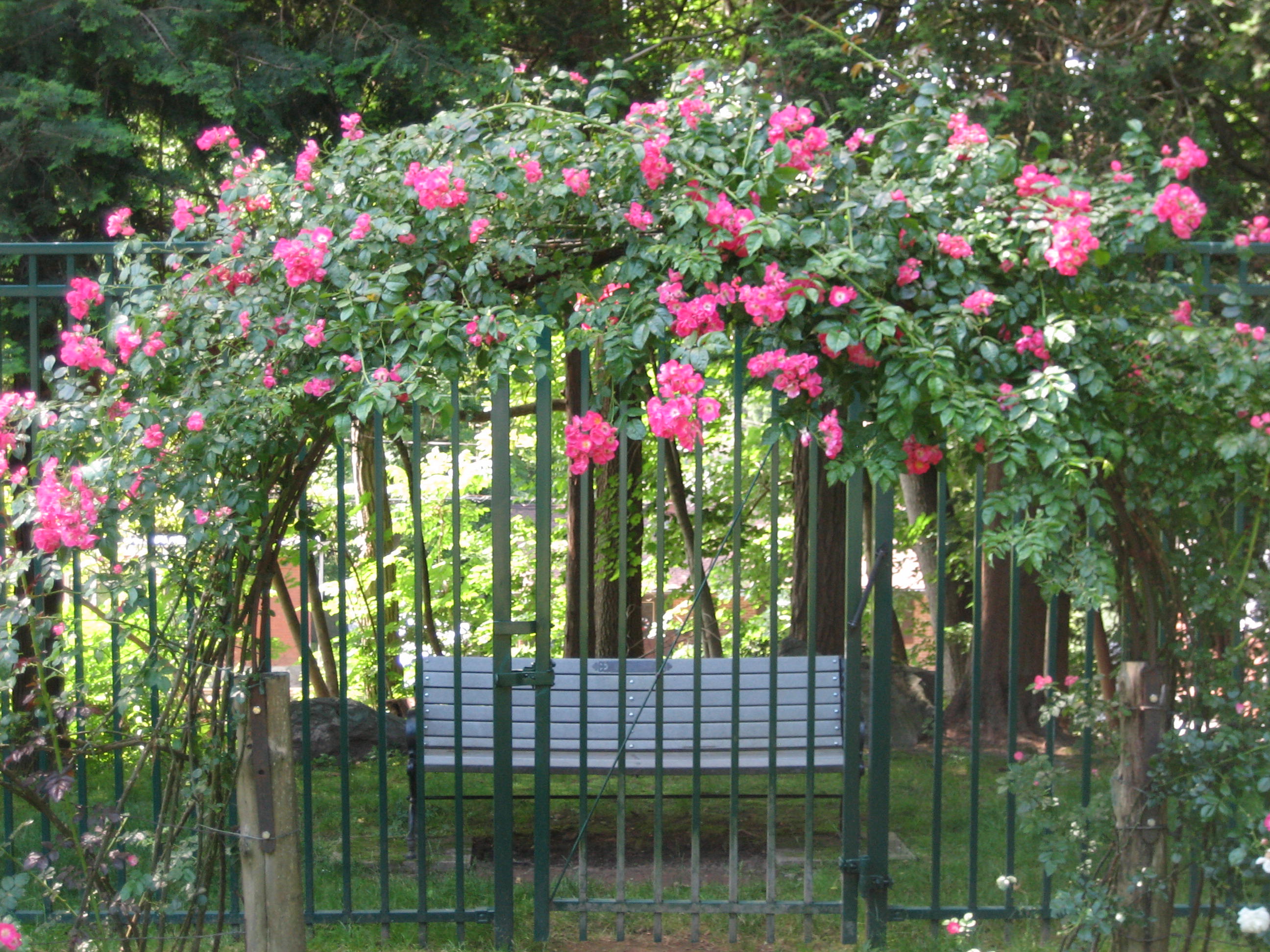 Rose Garden Bench